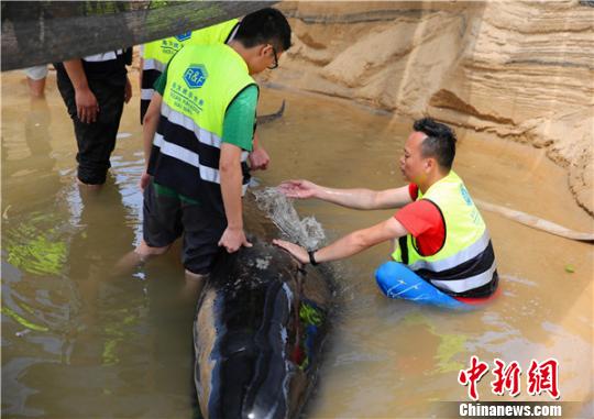 救护专家人员为鲸鱼泼水维持体表温度。　陈思国摄